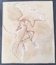 Fossiler urvogelskelett archae gebraucht kaufen  München