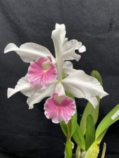 Purpurata var. carnea for sale  Linwood
