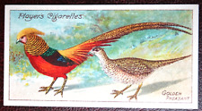 Golden pheasant pair for sale  DERBY