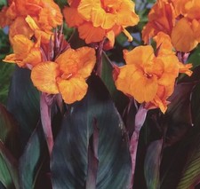 Canna lily orange for sale  Hollister