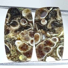 Cts naturale turritella usato  Spedire a Italy