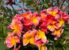 Plumeria rubra diana for sale  NOTTINGHAM