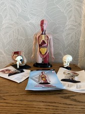 Anatomical human skull for sale  LEEDS