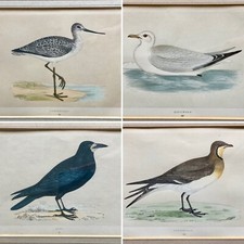 morris bird prints for sale morris bird prints for sale BATH
