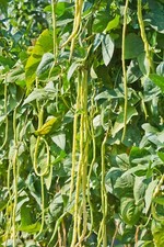 Vegetable climbing french for sale  WREXHAM