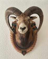 Mufflon trophäe präparat gebraucht kaufen  Engstingen