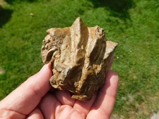 Ostrica fossile lopha usato  Spedire a Italy