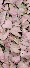 Syngonium pink syngonium for sale  Reseda