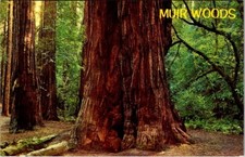 Vintage postcard muir for sale  Vallejo