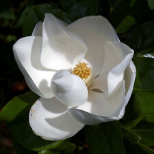 Magnolia grandiflora goliath d'occasion  Pouzauges