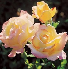 Rose bush peace for sale  BIRMINGHAM