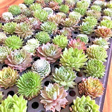 Wedding favor succulents for sale  Coeur D Alene