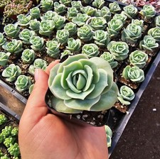 Graptoveria lovely rose for sale  Covina