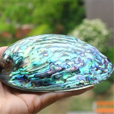 Natural blue abalone d'occasion  Expédié en Belgium