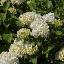 Hortensja ogrodowa 'Madame Emilie Mouillere' sadzonka w pojemniku  P9/ na sprzedaż  PL
