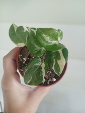 Njoy pothos starter for sale  Old Forge