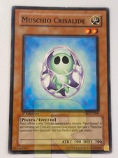 Muschio crisalide chrysalis usato  Ravenna