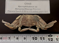 Pleistocene fossil crab for sale  Saratoga Springs