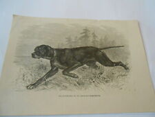 Gravure 1878 chien d'occasion  La Verpillière