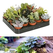 Succulent plant mix for sale  GLASGOW