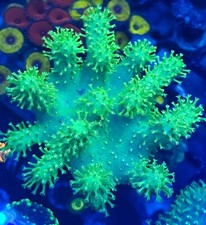 Cornbred green devils for sale  Fort Lauderdale