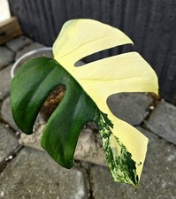 Rhaphidophora tetrasperma mons gebraucht kaufen  Obertshausen