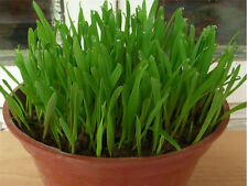1000 graines herbe d'occasion  Gap