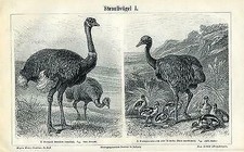 Straußvögel nandu lauf gebraucht kaufen  Grabenstätt