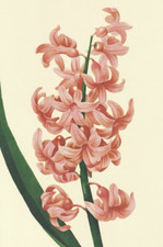 Redoute hyacinthus orientalis for sale  Medina