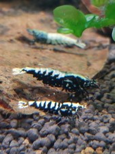 Crevettes caridina galaxy d'occasion  Sarrebourg