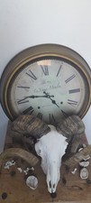 Ram skull for sale  CHIPPENHAM