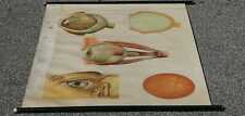 Anatomia tavola scuola usato  Varese