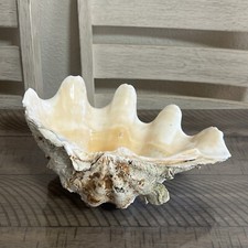 Maxima giant clam for sale  Carmichael