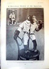 Usado, Old Consul Clever Monkey Aquarium New Gibbon Published Methuen 1902 20th comprar usado  Enviando para Brazil