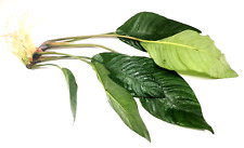Anubias heterophylla large for sale  PLYMOUTH