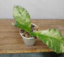 Streptocarpus iced pink for sale  Lexington
