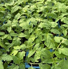 Lot roma tomato for sale  Plano