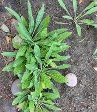 Evening primrose seedlings for sale  NEWCASTLE UPON TYNE