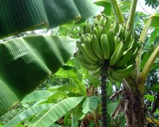 Musa gold finger for sale  Yucaipa