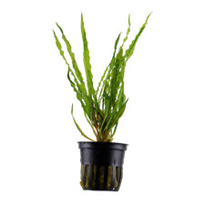 Cryptocoryne crispatula tropic for sale  MANSFIELD
