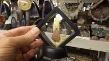 Fossil oviraptor dinosaur for sale  Knoxville