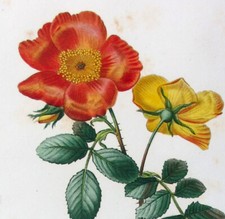 1799 top redoute usato  Urbino