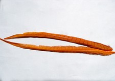 Plume orange queue d'occasion  Clermont-Ferrand-