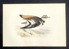 British birds original for sale  BOURNE END