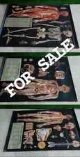 Poster corpo umano usato  Ragalna
