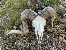 Texas corsica sheep for sale  Signal Mountain