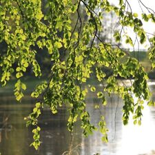 Hängebirke sandbirke betula gebraucht kaufen  Detmold