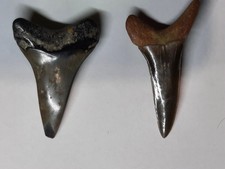 Dents requin fossilisées d'occasion Dents requin fossilisées d'occasion  Saint-Just-Saint-Rambert