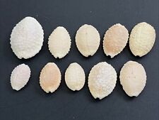 Hawaii cowrie bumpy for sale  Kealakekua