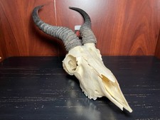 Real african springbok for sale  Buffalo